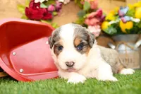 Cyrus, a male Miniature Bernedoodle for sale in Arthur, IL – 5 of 10