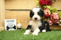 Holly, a female Miniature Bernedoodle for sale in Arthur, IL – 3 of 8
