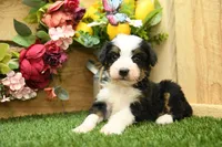 Holly, a female Miniature Bernedoodle for sale in Arthur, IL – 4 of 8