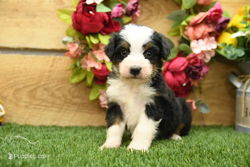 Holly – Miniature Bernedoodle puppy for sale in Arthur, IL