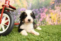Holly, a female Miniature Bernedoodle for sale in Arthur, IL – 2 of 8