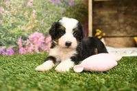 Holly, a female Miniature Bernedoodle for sale in Arthur, IL – 5 of 8