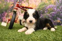 Holly, a female Miniature Bernedoodle for sale in Arthur, IL – 6 of 8