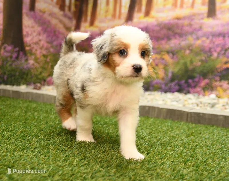 Kaya – Miniature Bernedoodle puppy for sale in Arthur, IL