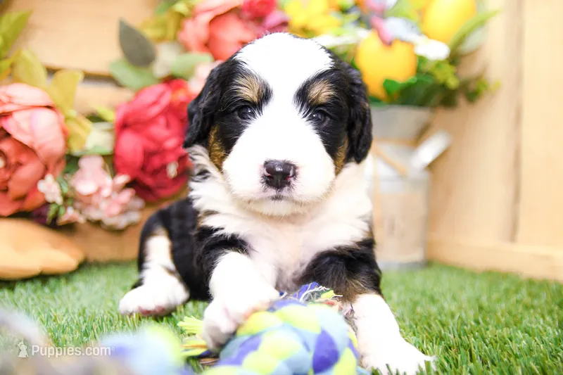 Jonah – Miniature Bernedoodle puppy for sale in Arthur, IL