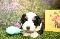 Beau, a male Miniature Bernedoodle for sale in Arthur, IL – Photo 4 of 6