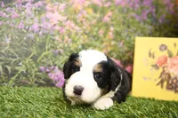 Beau, a male Miniature Bernedoodle for sale in Arthur, IL – Photo 2 of 6