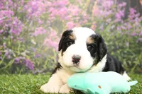 Beau, a male Miniature Bernedoodle for sale in Arthur, IL – Photo 3 of 6