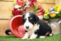 Callie, a female Miniature Bernedoodle for sale in Arthur, IL – 2 of 8