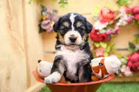 Juniper, a female Miniature Bernedoodle for sale in Arthur, IL – 5 of 7