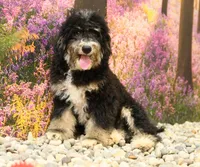 Porter, a male Miniature Bernedoodle for sale in Arthur, IL – 1 of 6