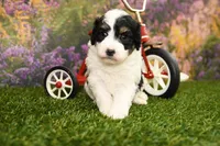 Piper, a female Miniature Bernedoodle for sale in Arthur, IL – Photo 2 of 6