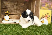 Piper, a female Miniature Bernedoodle for sale in Arthur, IL – Photo 3 of 6