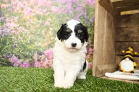 Piper, a female Miniature Bernedoodle for sale in Arthur, IL – Photo 4 of 6