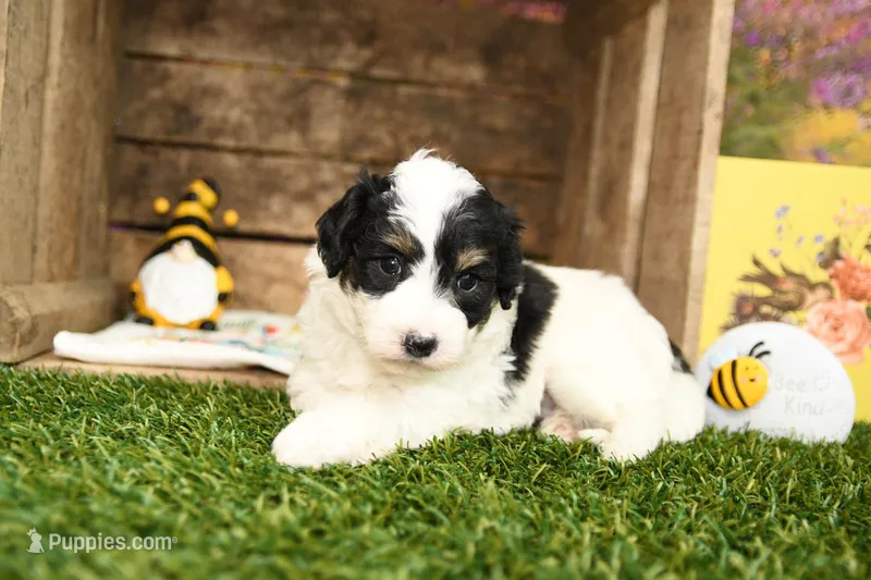Piper – Miniature Bernedoodle puppy for sale in Arthur, IL