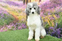 Piper, a female Miniature Bernedoodle for sale in Arthur, IL – Photo 6 of 6