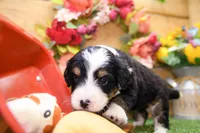 Joy, a female Miniature Bernedoodle for sale in Arthur, IL – 5 of 9
