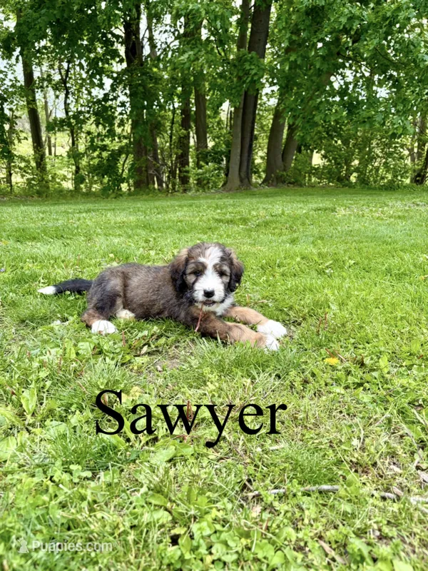Sawyer- Standard F1 – Bernedoodle puppy for sale in Columbia City, IN