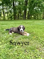 Sawyer- Standard F1, a male Bernedoodle for sale in Columbia City, IN – 1 of 5