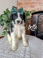Bella - F1b, a female Saint Berdoodle for sale in Columbia City, IN – Photo 1 of 3