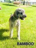 Bella - F1b, a female Saint Berdoodle for sale in Columbia City, IN – Photo 2 of 3