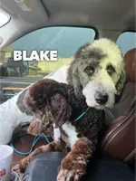 Bella - F1b, a female Saint Berdoodle for sale in Columbia City, IN – Photo 3 of 3