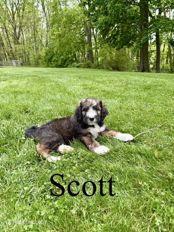 Scott- Standard F1 – Bernedoodle puppy for sale in Columbia City, IN