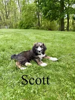 Scott- Standard F1, a male Bernedoodle for sale in Columbia City, IN – 1 of 5