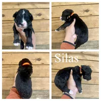 Silas- Standard F1, a male Bernedoodle for sale in Columbia City, IN – Photo 2 of 2