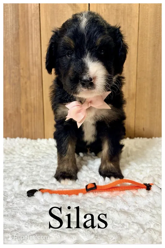 Silas- Standard F1 – Bernedoodle puppy for sale in Columbia City, IN
