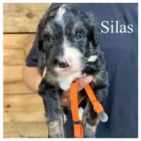 Silas- Standard F1, a male Bernedoodle for sale in Columbia City, IN – Photo 1 of 2