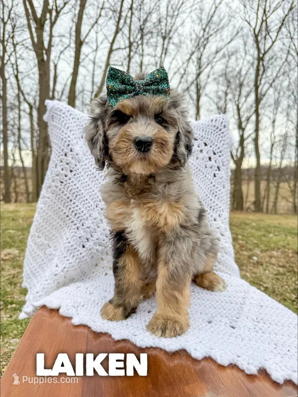 Laiken - Standard F1b