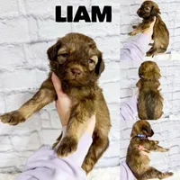 Liam - Standard F1b, a male Saint Berdoodle for sale in Columbia City, IN – Photo 1 of 3