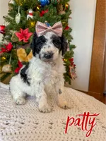 Patty - Mini F1bb, a female Miniature Goldendoodle for sale in Columbia City, IN – Photo 6 of 10
