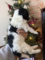 Patty - Mini F1bb, a female Miniature Goldendoodle for sale in Columbia City, IN – Photo 9 of 10