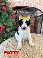 Patty - Mini F1bb, a female Miniature Goldendoodle for sale in Columbia City, IN – Photo 7 of 10