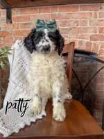 Patty - Mini F1bb, a female Miniature Goldendoodle for sale in Columbia City, IN – Photo 2 of 10