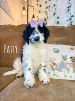 Patty - Mini F1bb, a female Miniature Goldendoodle for sale in Columbia City, IN – Photo 1 of 10
