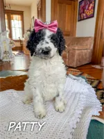 Patty - Mini F1bb, a female Miniature Goldendoodle for sale in Columbia City, IN – Photo 5 of 10