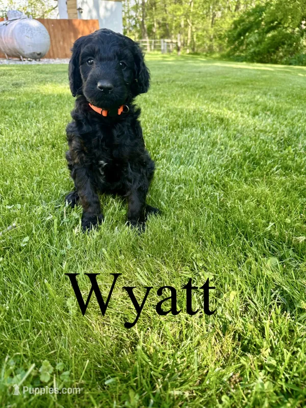 Wyatt- Standard F1B – Goldendoodle puppy for sale in Columbia City, IN
