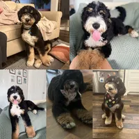 Pandi-Standard F1, a female Bernedoodle for sale in Columbia City, IN – Photo 3 of 3