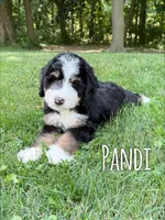 Pandi-Standard F1, a female Bernedoodle for sale in Columbia City, IN – Photo 1 of 3