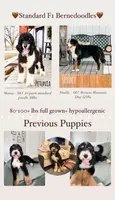 Pandi-Standard F1, a female Bernedoodle for sale in Columbia City, IN – Photo 2 of 3