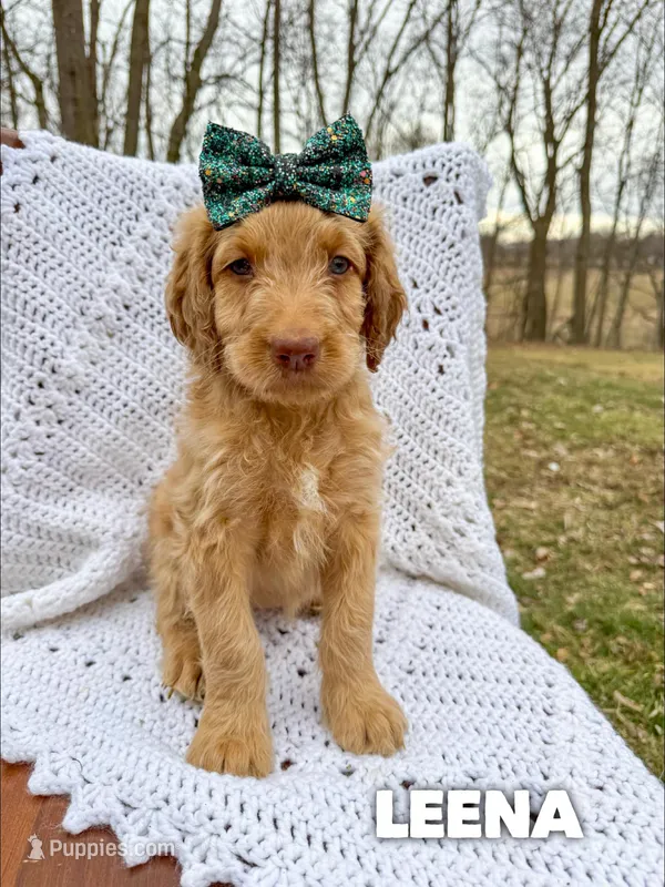 Leena - Standard F1b