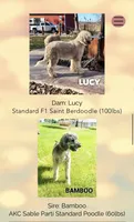 Leena - Standard F1b, a female Saint Berdoodle for sale in Columbia City, IN – Photo 2 of 3