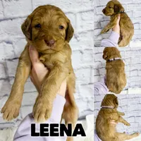 Leena - Standard F1b, a female Saint Berdoodle for sale in Columbia City, IN – Photo 1 of 3