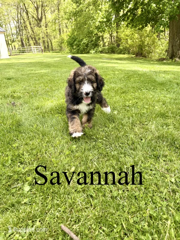 Savannah- Standard F1 – Bernedoodle puppy for sale in Columbia City, IN