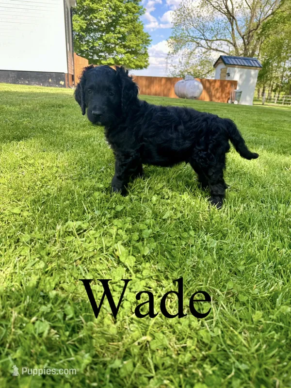 Wade- Standard F1B – Goldendoodle puppy for sale in Columbia City, IN