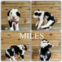 Miles-Mini Multigen, a male Miniature Bernedoodle for sale in Columbia City, IN – Photo 5 of 7