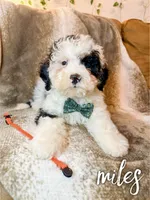 Miles-Mini Multigen, a male Miniature Bernedoodle for sale in Columbia City, IN – Photo 2 of 7